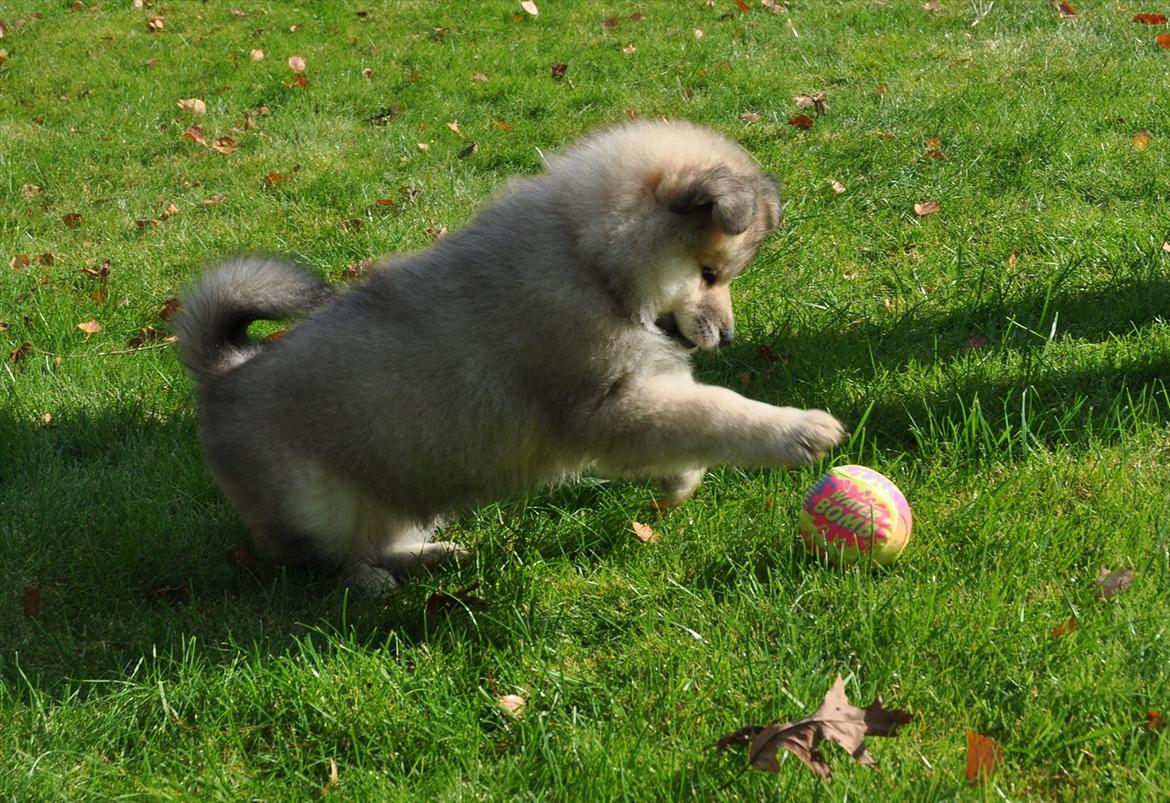 Blanding af racer Gaia - Gaias leger med sin yndlings bold :) 
En af de første dage :) billede 4