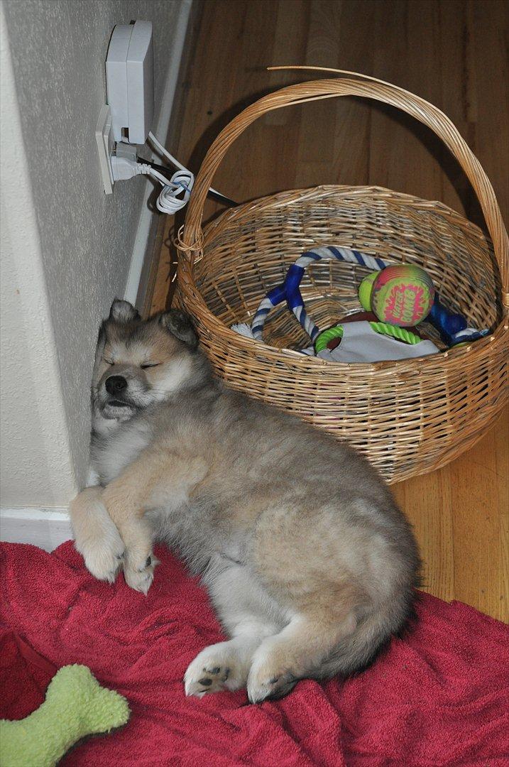 Blanding af racer Gaia - Igen et billede, hvor min Gaia sover :)
Det ser godt nok lidt klemt ud! :D billede 6