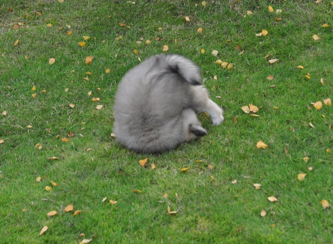 Blanding af racer Gaia - Jubiii! Når man leger vildt, kommer man også til at slå en enkelt kolbøtte eller to :) billede 7
