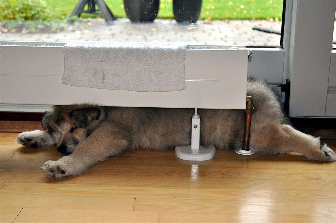 Blanding af racer Gaia - Ja, ved godt at min hund sover meget ;) Hun finder godt nok også de mærkeligeste steder at gøre det :D billede 8