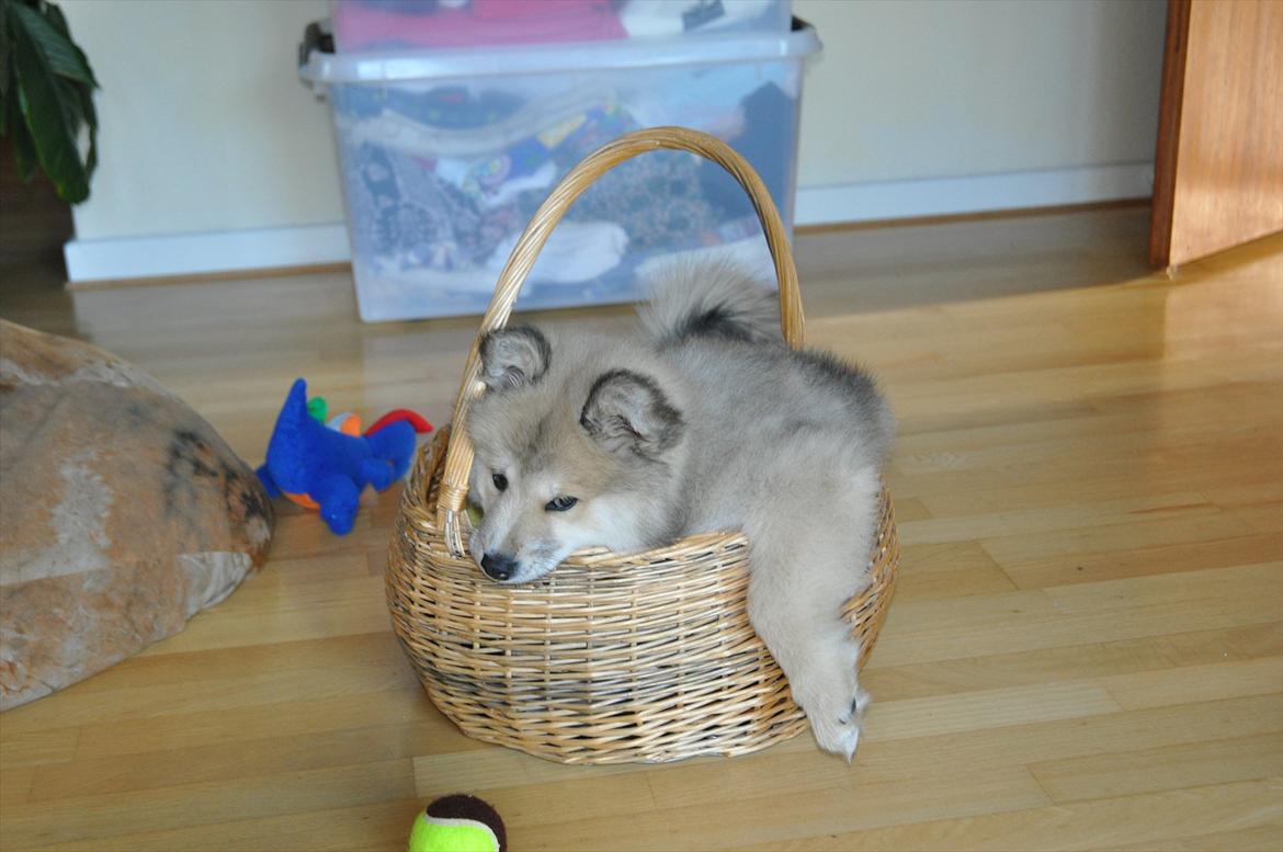 Blanding af racer Gaia - Gaia er kravlet helt op i sin legetøjskurv :)  billede 10