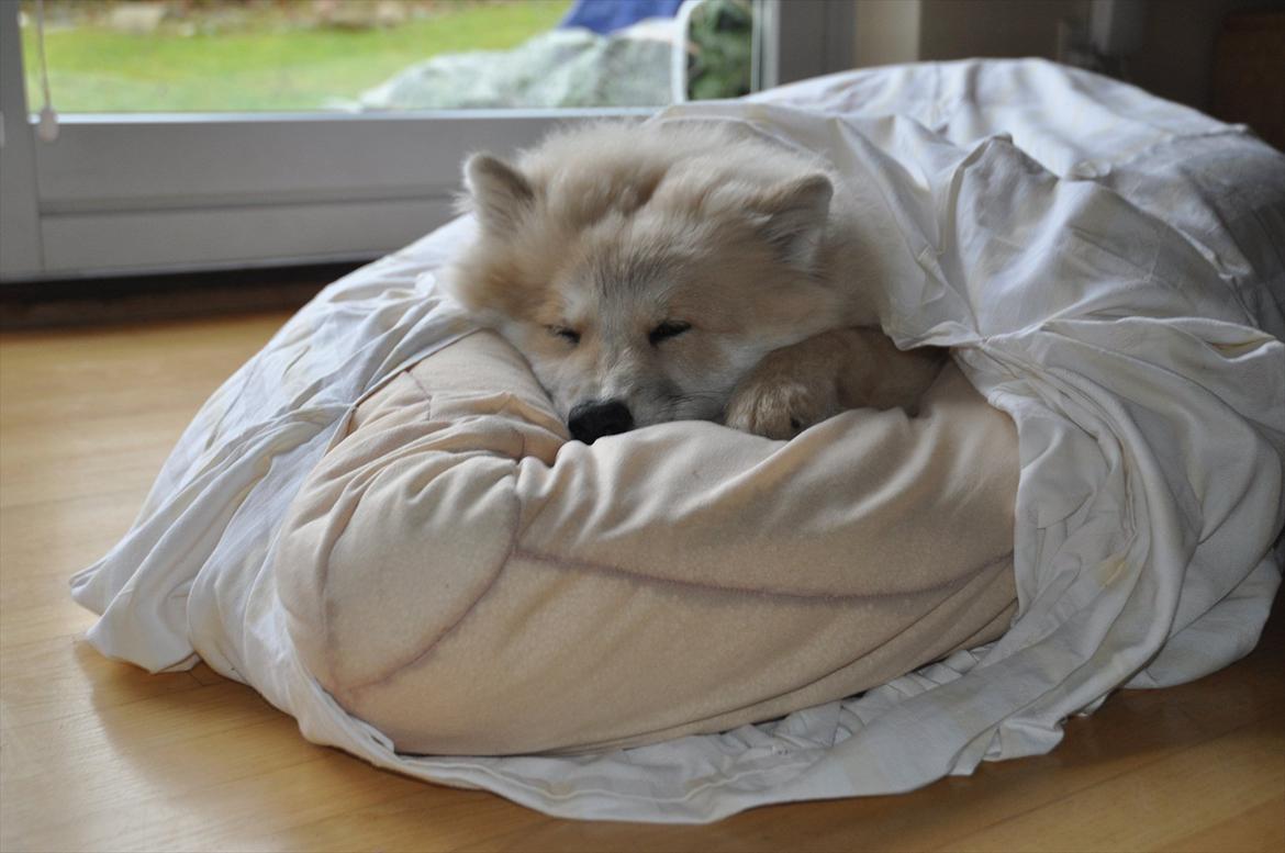 Blanding af racer Gaia - Gaia sover i sin "sovepose" :) billede 11