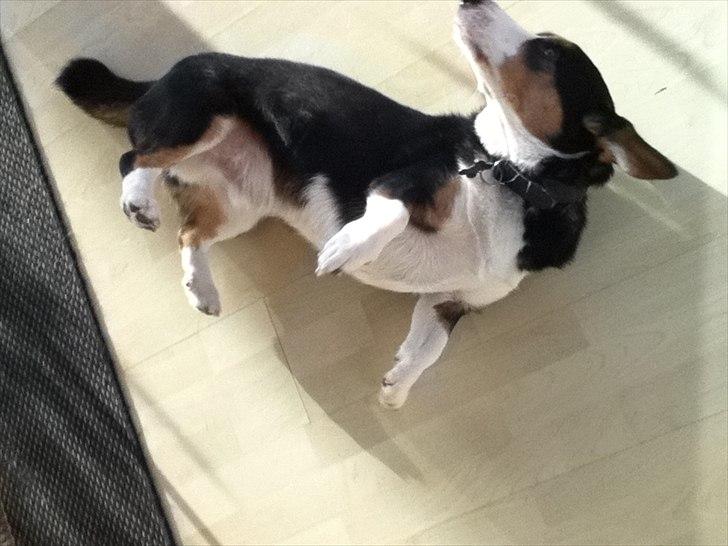 Welsh corgi cardigan charlie  - se min mave  billede 3