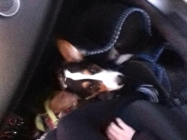 Welsh corgi cardigan charlie  - skal vi køre nu billede 4