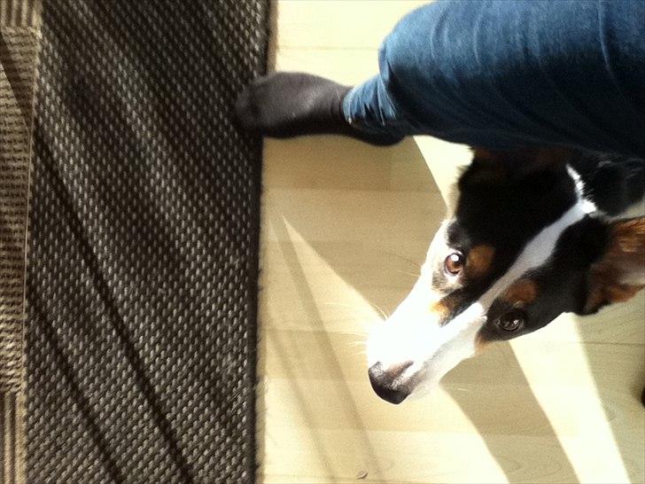 Welsh corgi cardigan charlie  billede 5