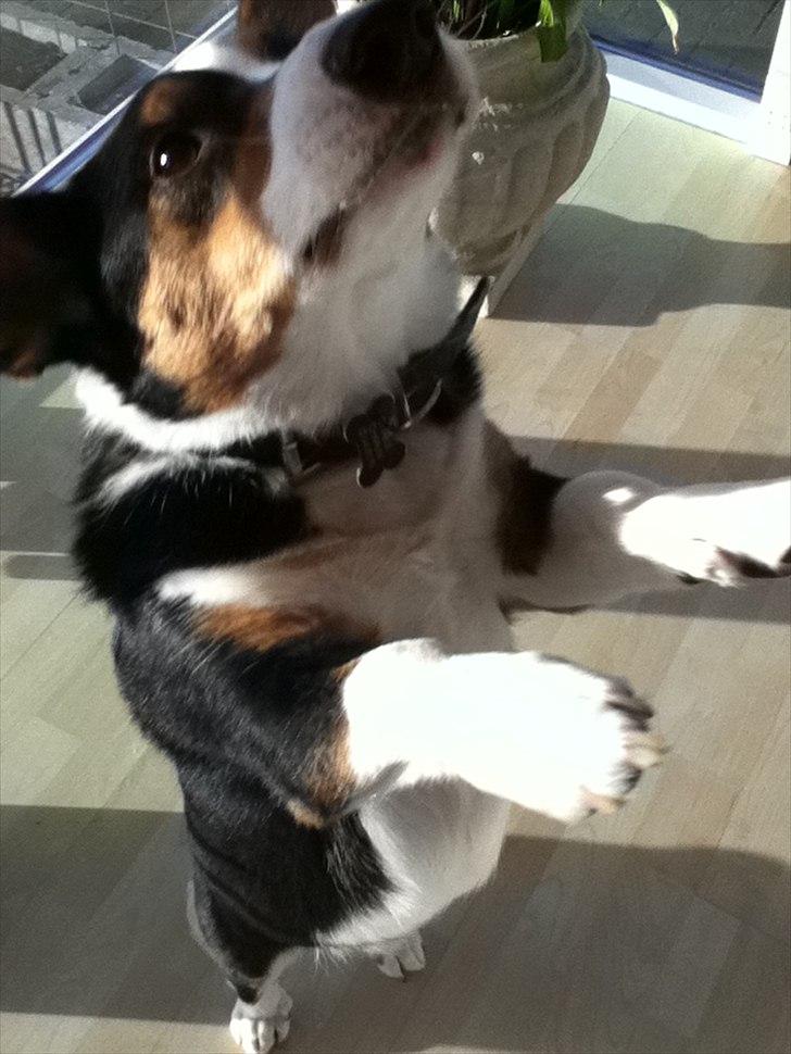 Welsh corgi cardigan charlie  - jeg danser  billede 7