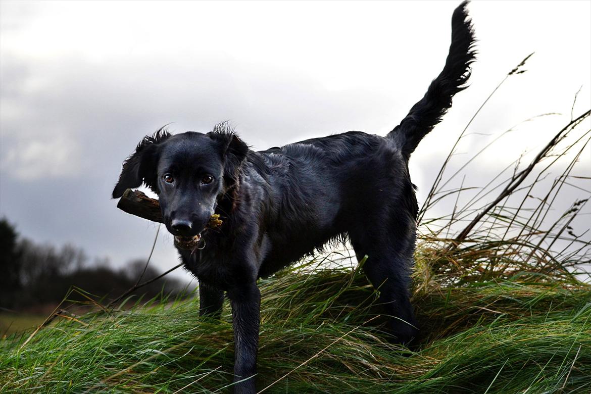 Labrador retriever / Flat coat - Bella - Bella fisen på rømø. billede 3