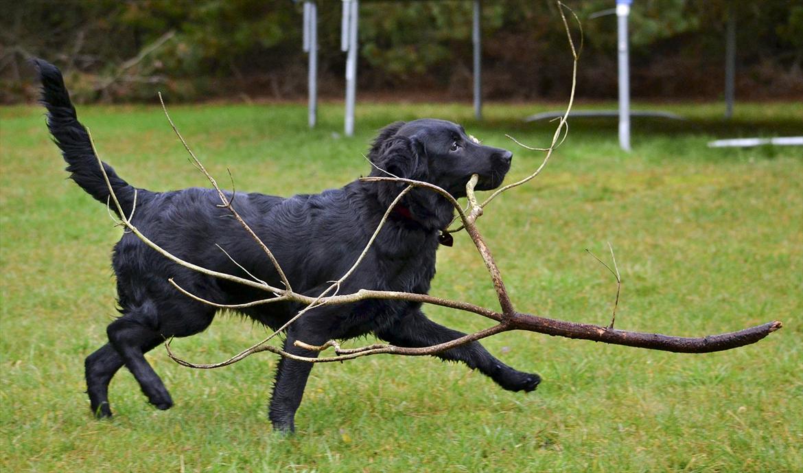 Labrador retriever / Flat coat - Bella - Bella i en nøddeskal ! (: billede 17