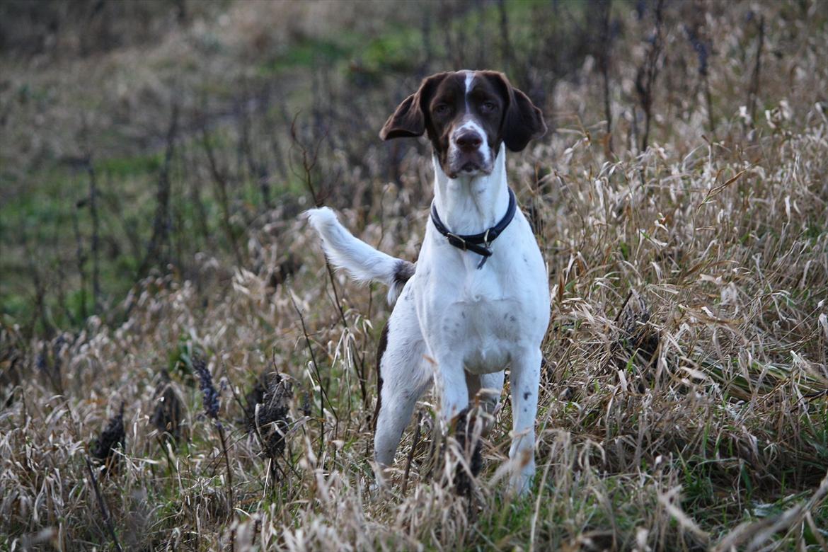 Blanding af racer Sally billede 15