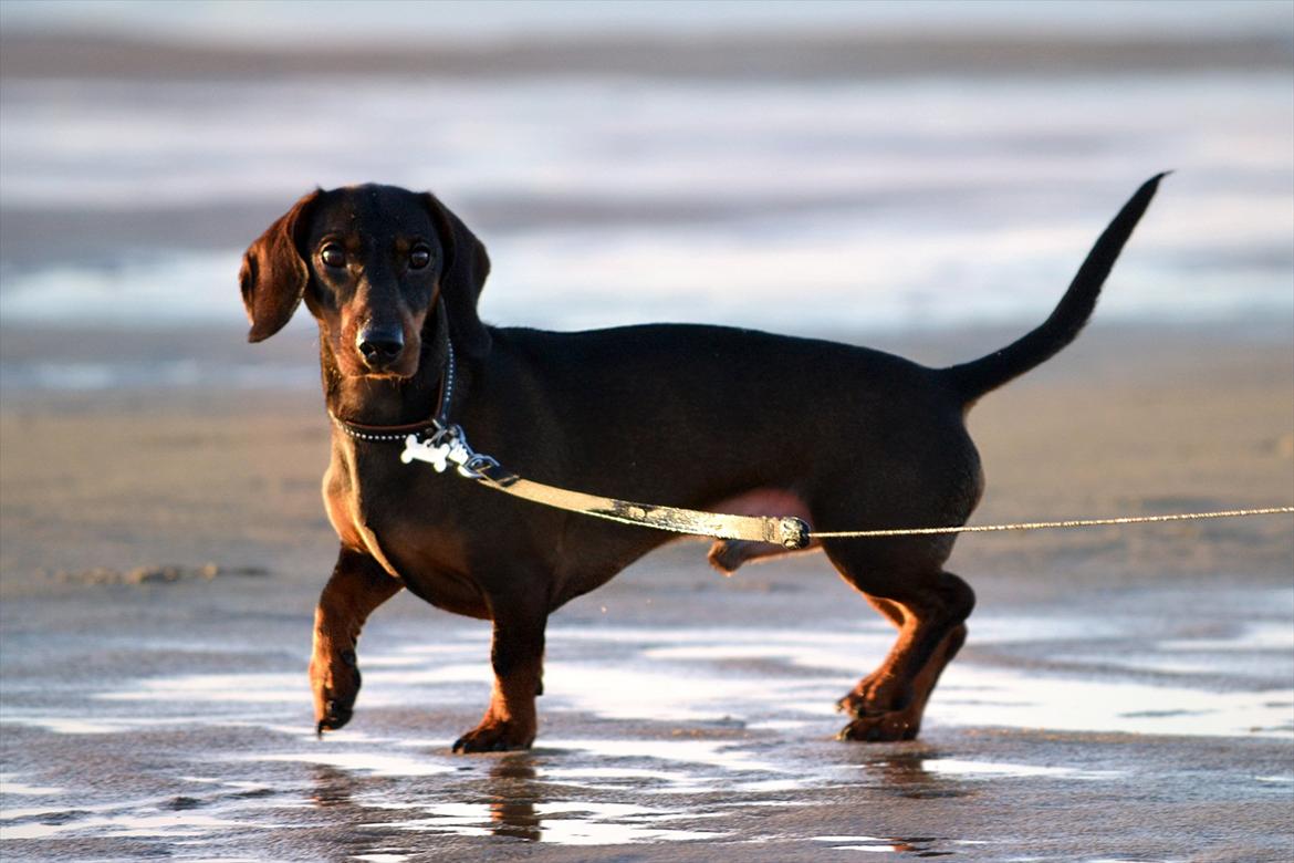 Gravhund Balder - Gåtur på rømø strand, er lige noget for Balder! billede 14
