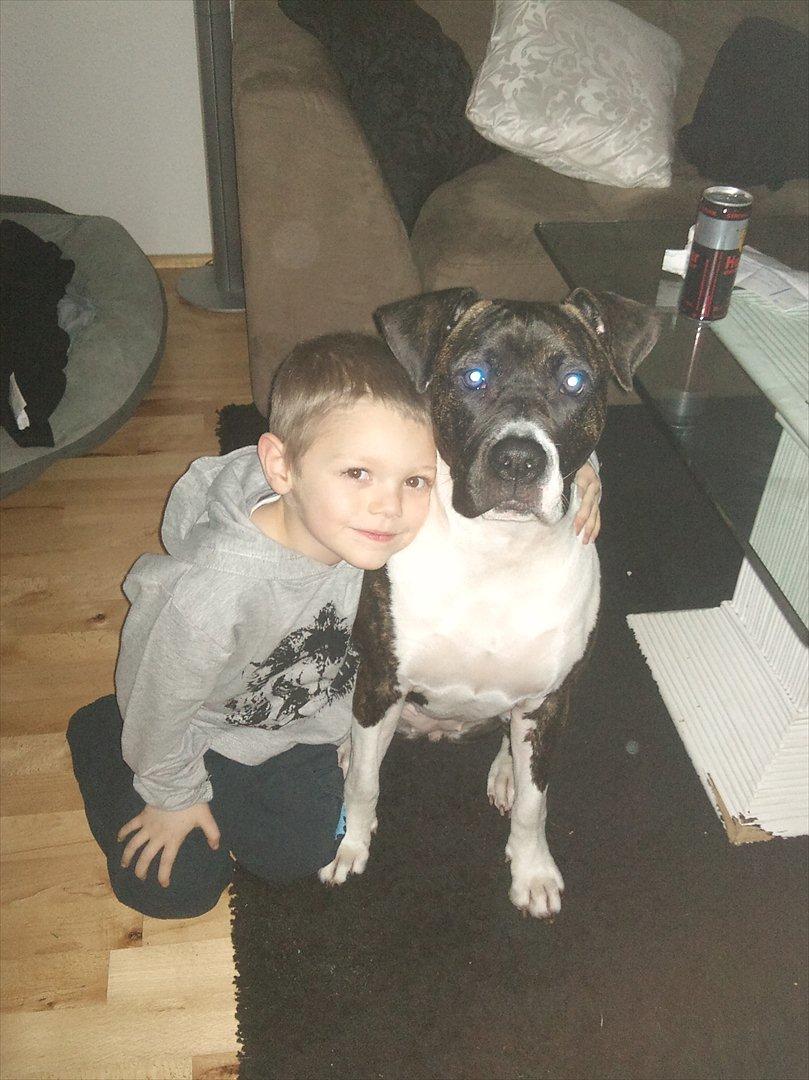 Amerikansk staffordshire terrier Maggie billede 16