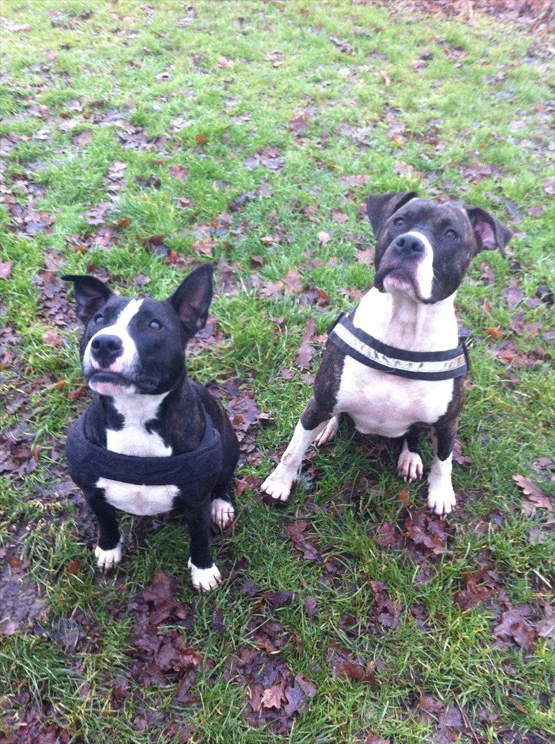 Amerikansk staffordshire terrier Maggie billede 3