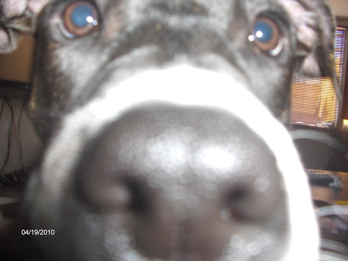 Amerikansk staffordshire terrier Maggie billede 17