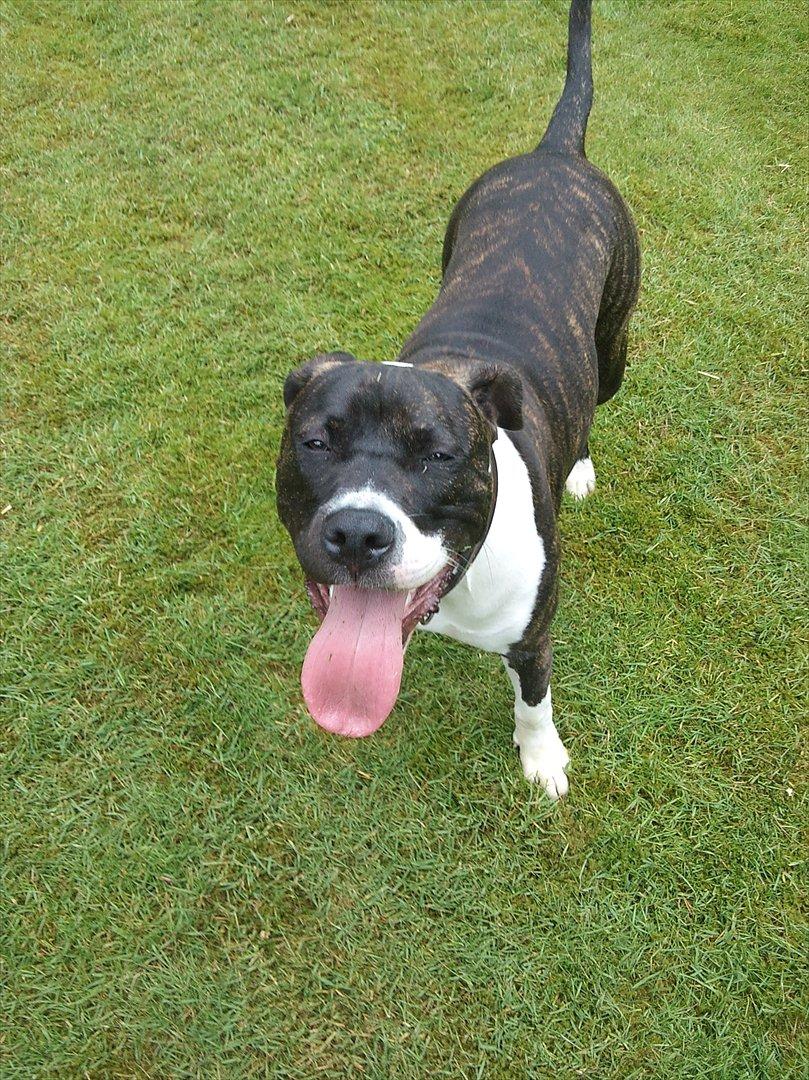 Amerikansk staffordshire terrier Maggie billede 18