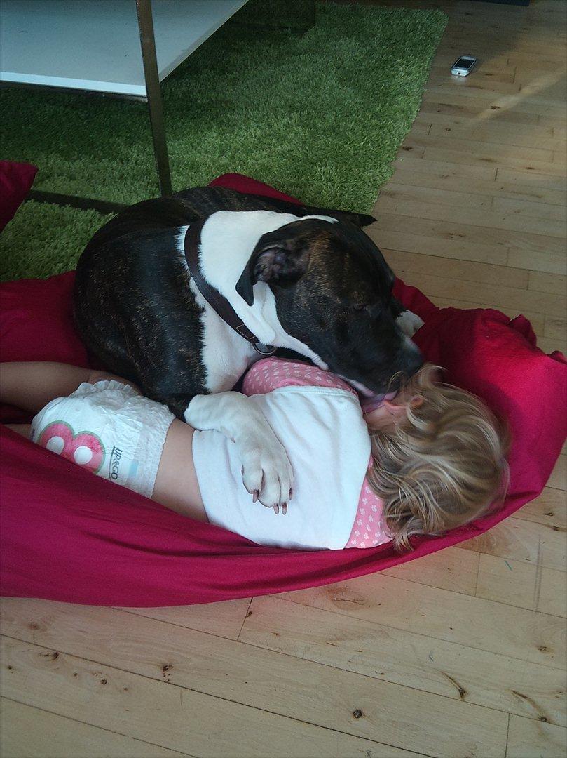 Amerikansk staffordshire terrier Maggie billede 19