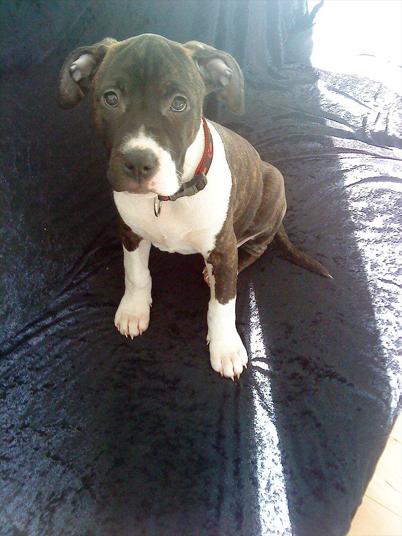 Amerikansk staffordshire terrier Maggie billede 20