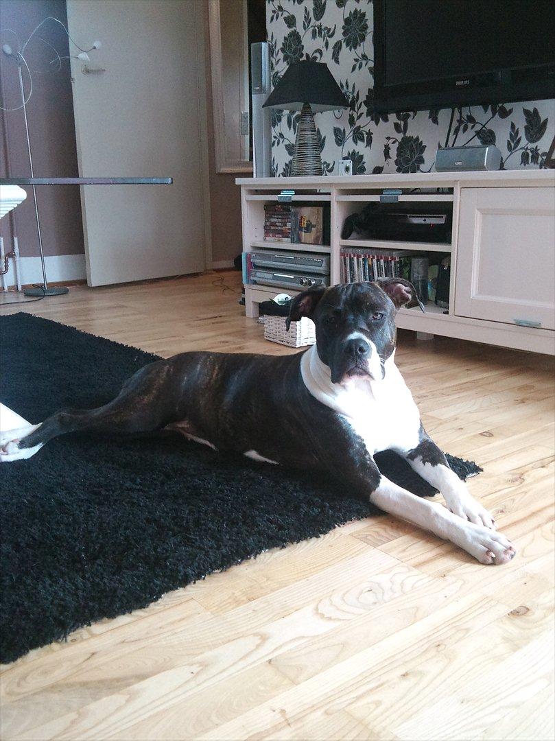 Amerikansk staffordshire terrier Maggie billede 4