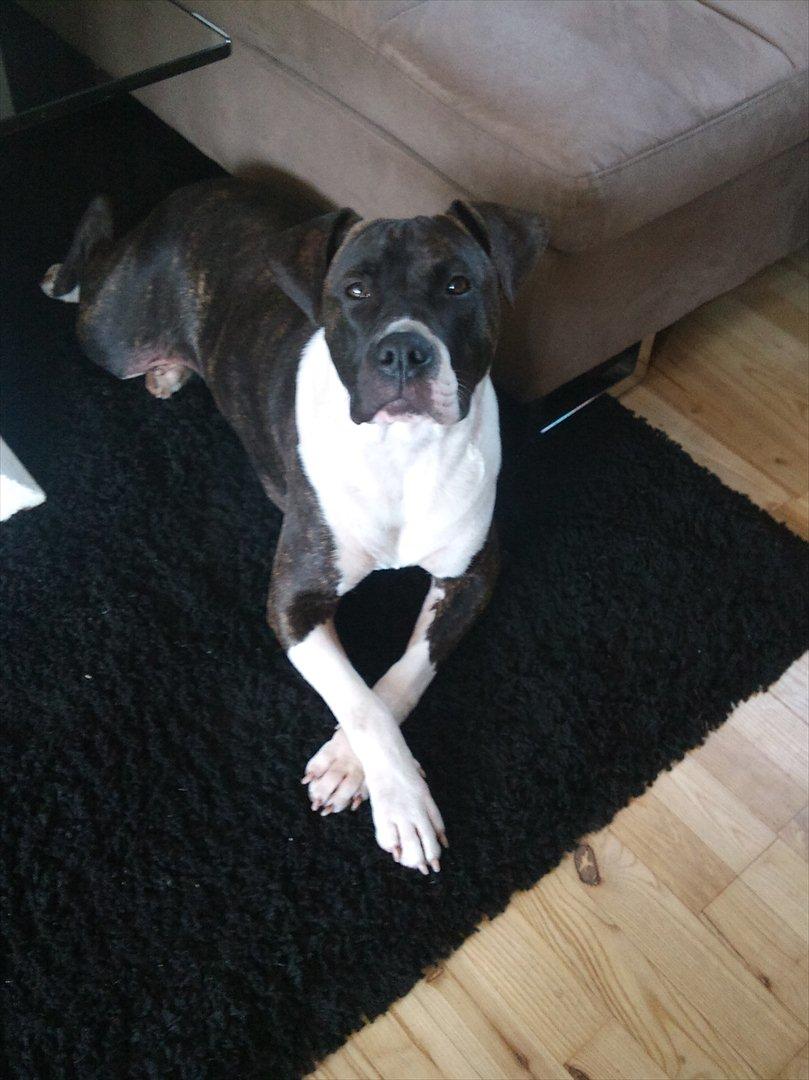 Amerikansk staffordshire terrier Maggie billede 2