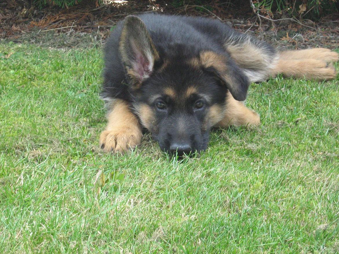 Schæferhund Akacias Mocca - Mocca 8 uger gammel. billede 2