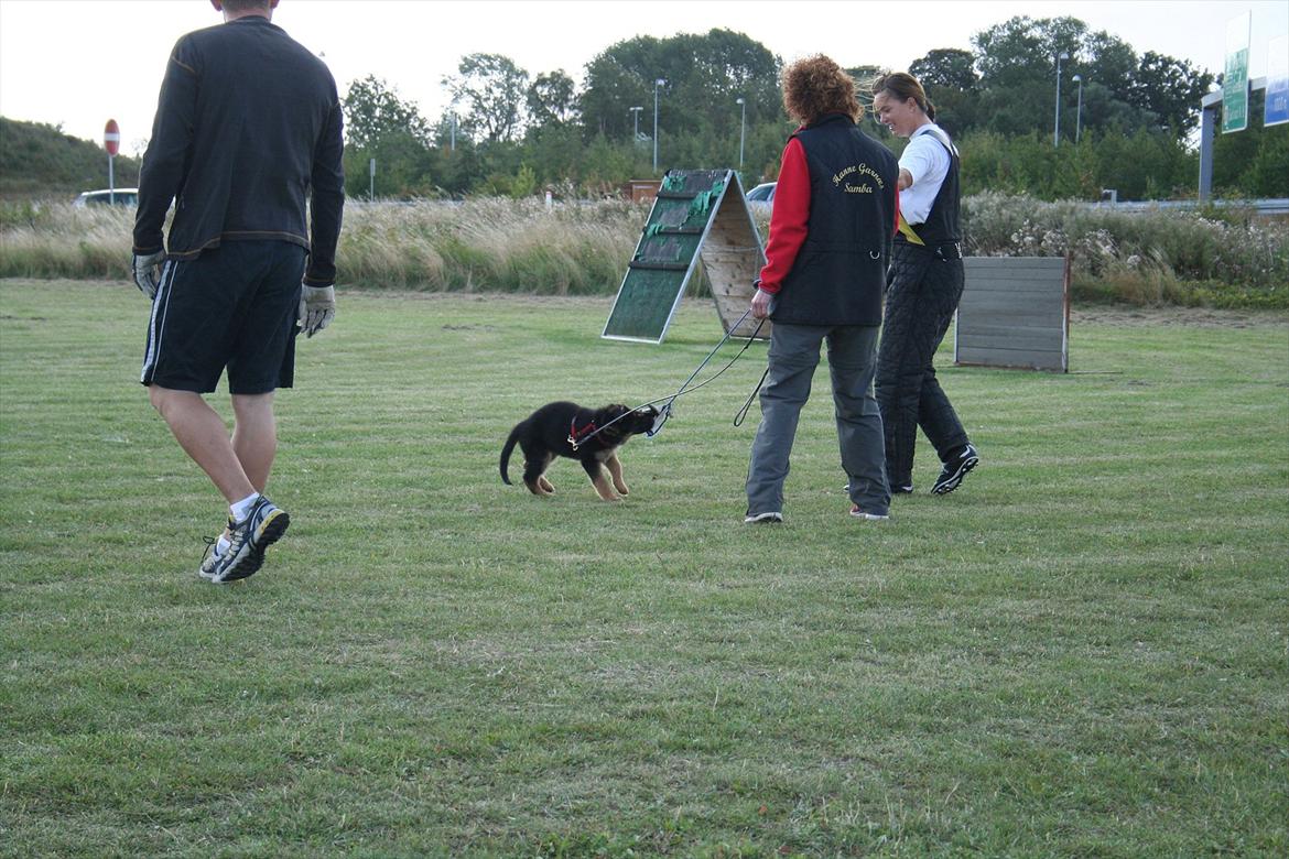 Schæferhund Akacias Mocca - Mocca til C-træning 9 uger gammel :-) billede 3
