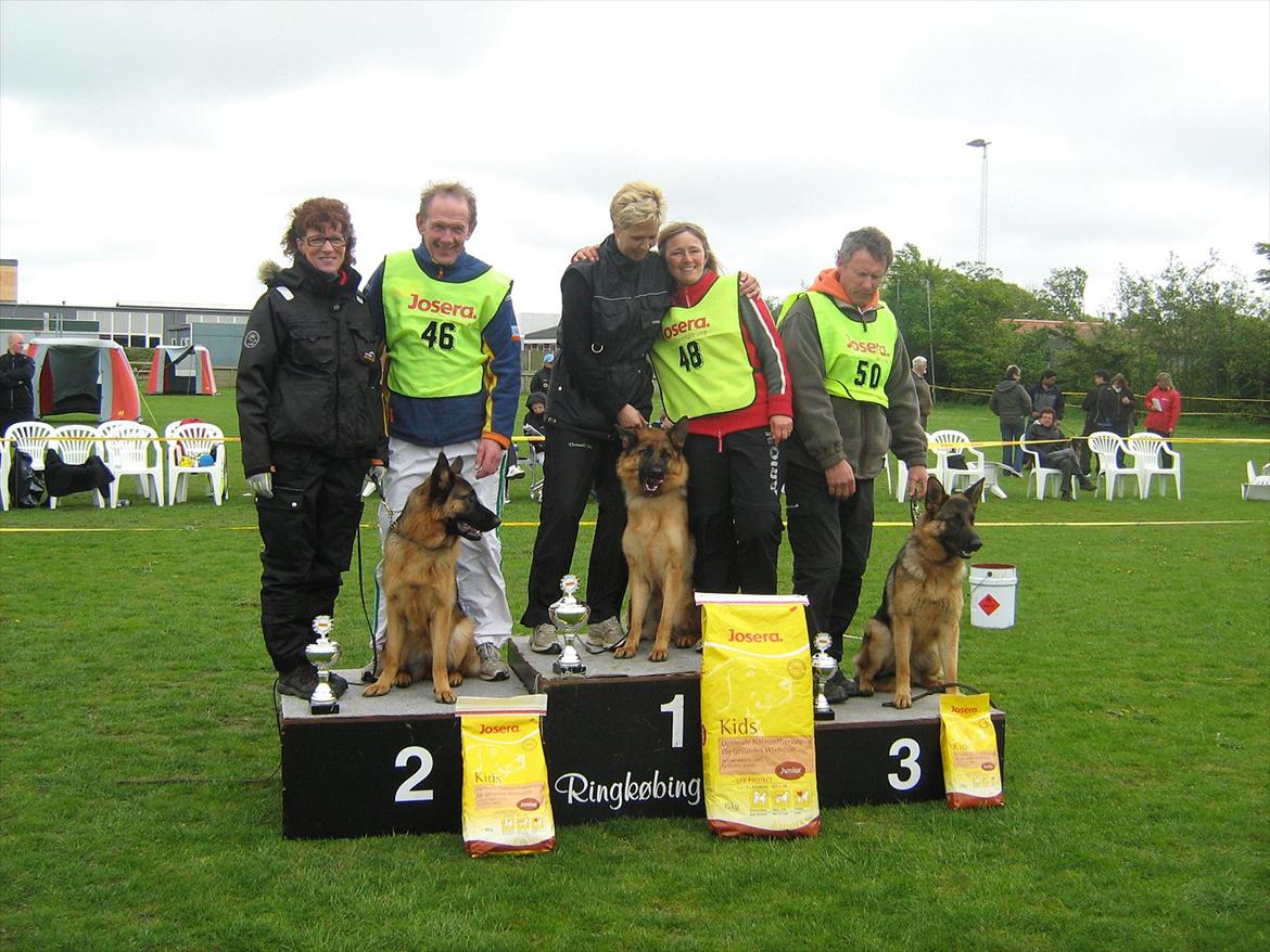 Schæferhund Akacias Mocca - Mocca til LD skue i Ringkøbing 2010 SG nr 2.i 10 - 12 mdr. billede 9