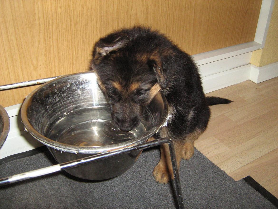 Schæferhund Akacias Mocca - Der er langt op til vandet... billede 4