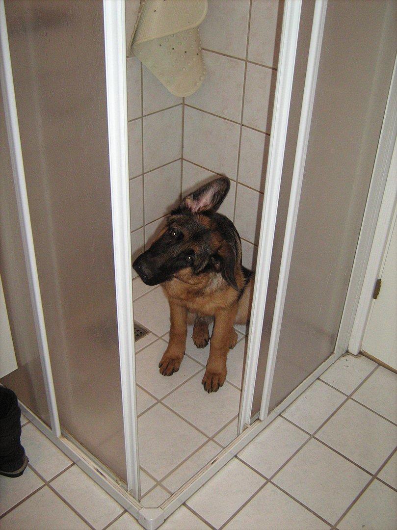 Schæferhund Akacias Mocca - Mocca i "brusebad". billede 10