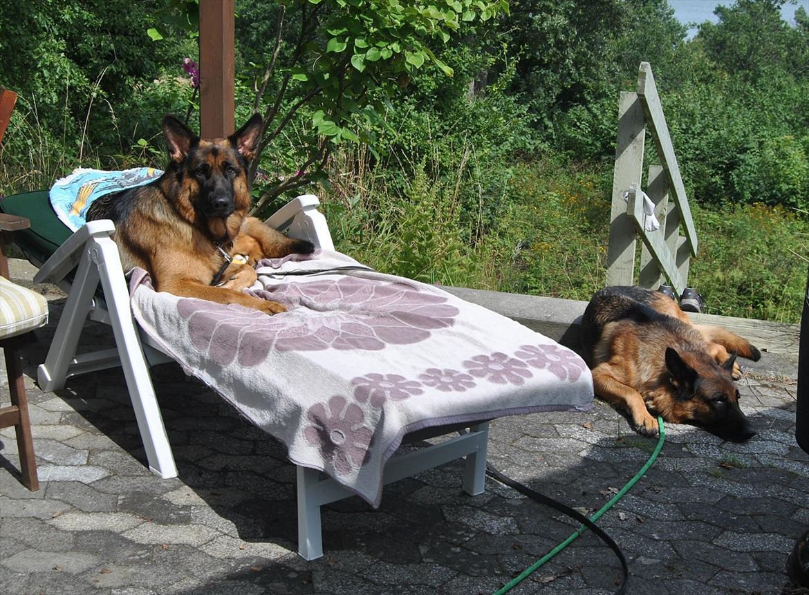 Schæferhund Akacias Mocca - Det er hårdt at skulle holde farven ved lige ;-), dejligt med en solseng... billede 11