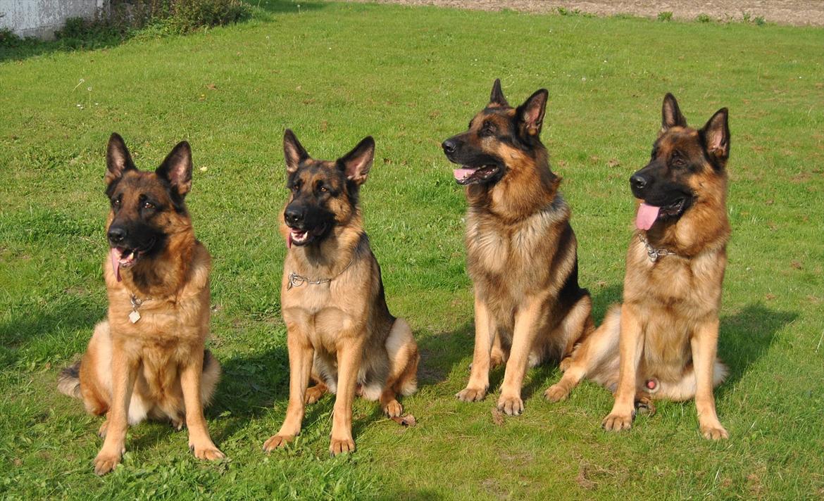 Schæferhund Akacias Mocca - Mocaa sammen med sin mor, sin bror og en halvbror. billede 12