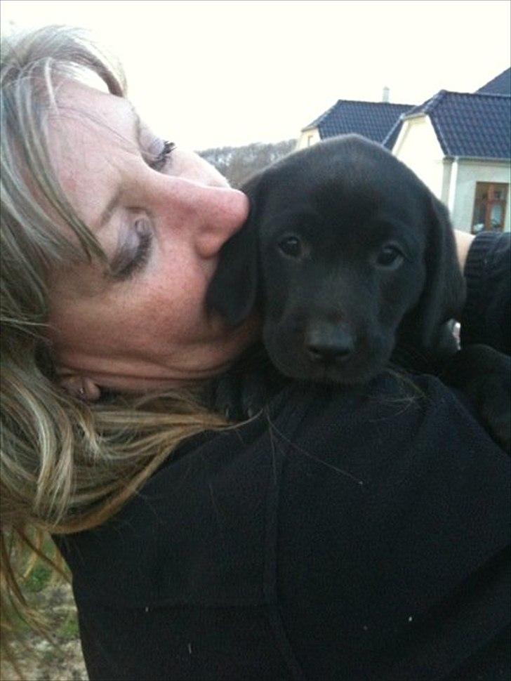 Labrador retriever Sophie *ludty*  [ lobes labrdor knirke] - ludten <3 (hendes kælenavn) billede 13