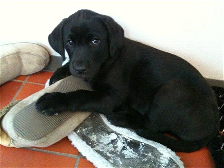 Labrador retriever Sophie *ludty*  [ lobes labrdor knirke] - hun elsker at tygge i sutsko... billede 2