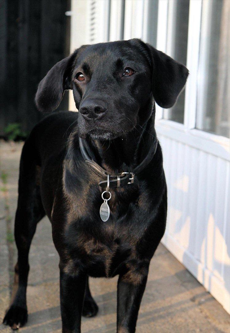 Labrador retriever Sophie *ludty*  [ lobes labrdor knirke] - sophie, du lyser mig op i mørket! billede 16
