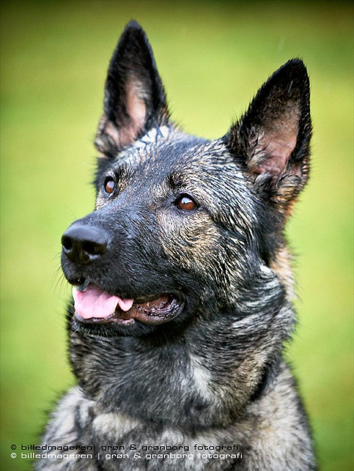 Schæferhund Zenta - Til prøve.. billede 1