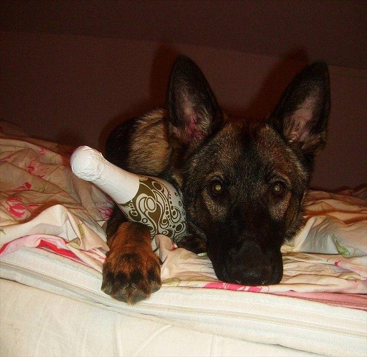 Schæferhund Zenta - Uhm Mokai !! billede 2