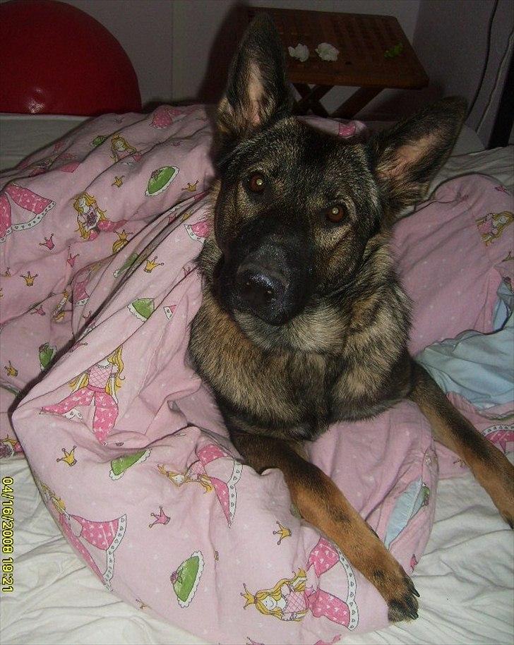 Schæferhund Zenta - Hygge under prinsessedynen med min mor <3 billede 3