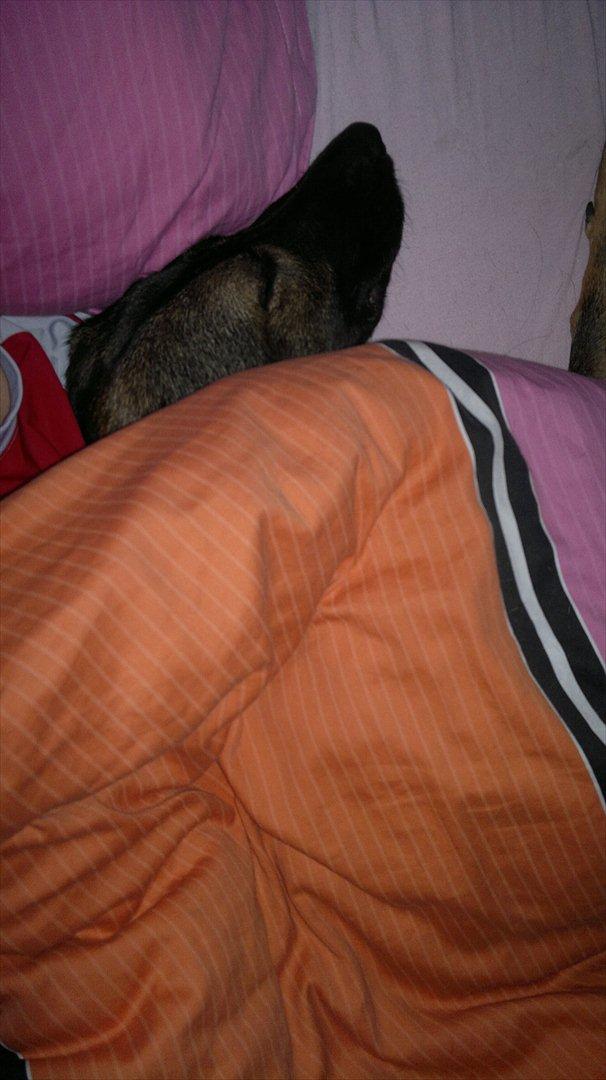 Schæferhund Zenta - Morgenhygge under dynen <3 billede 4