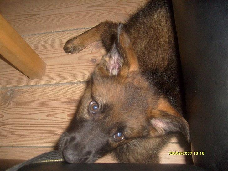 Schæferhund Zenta - Baby Zenta <3 billede 5