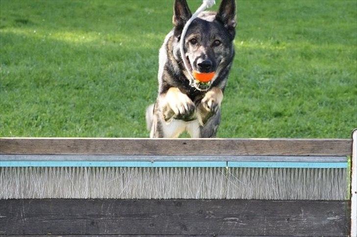 Schæferhund Nica - Træning:) billede 1