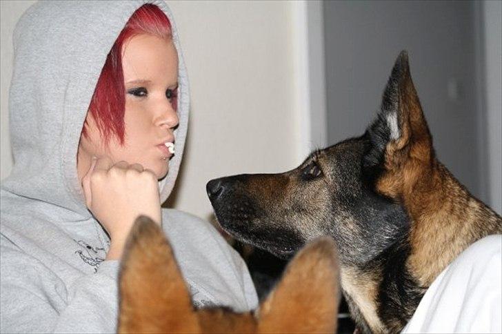 Schæferhund Nica - <3 billede 2