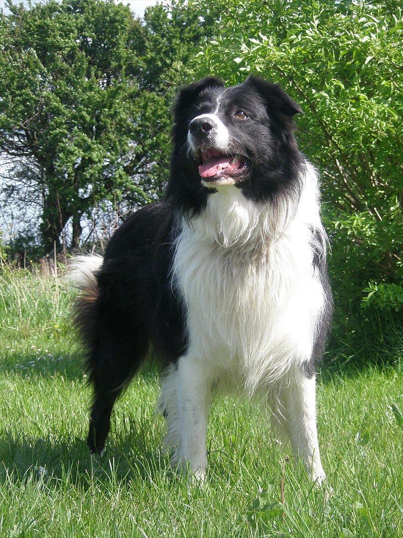 Border collie Rocky  - En stolt herre  billede 2