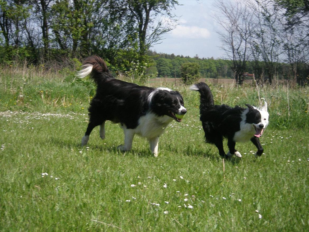 Border collie Rocky  billede 3