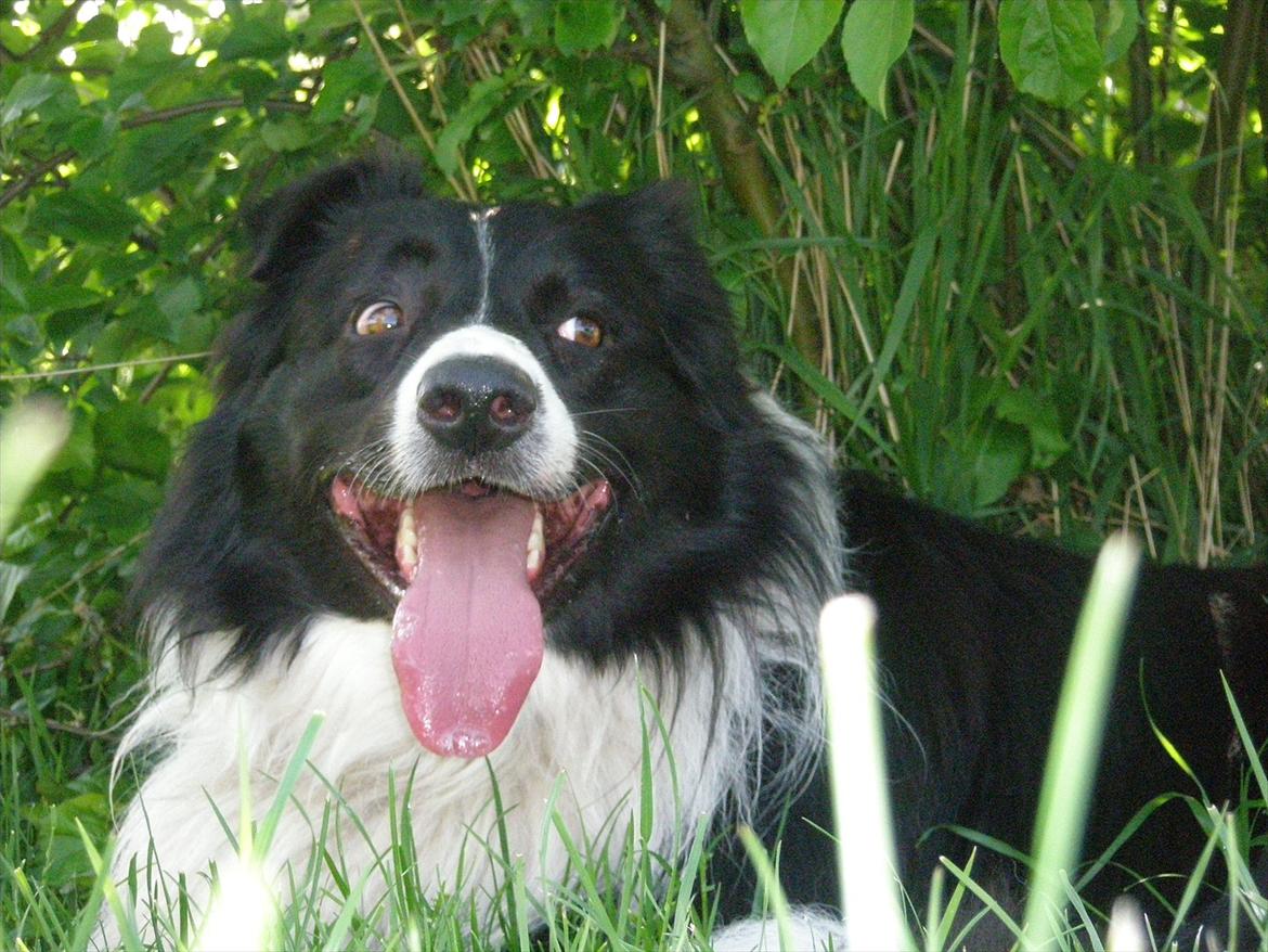 Border collie Rocky  billede 4