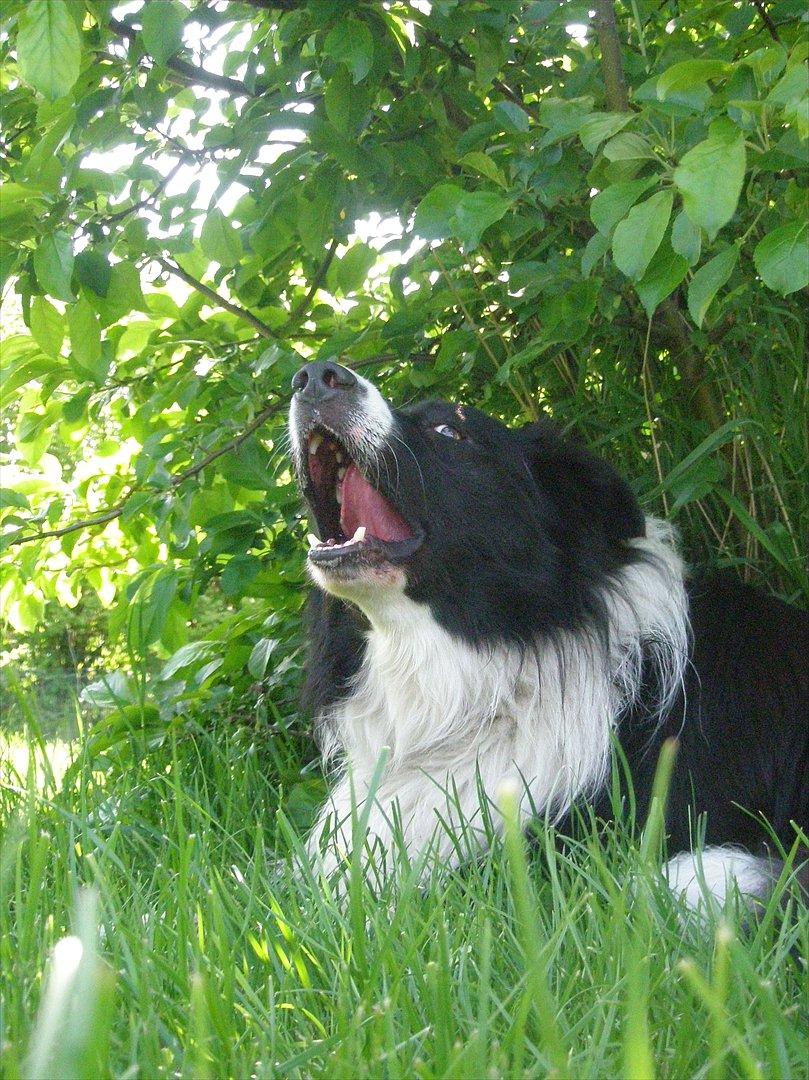 Border collie Rocky  billede 5
