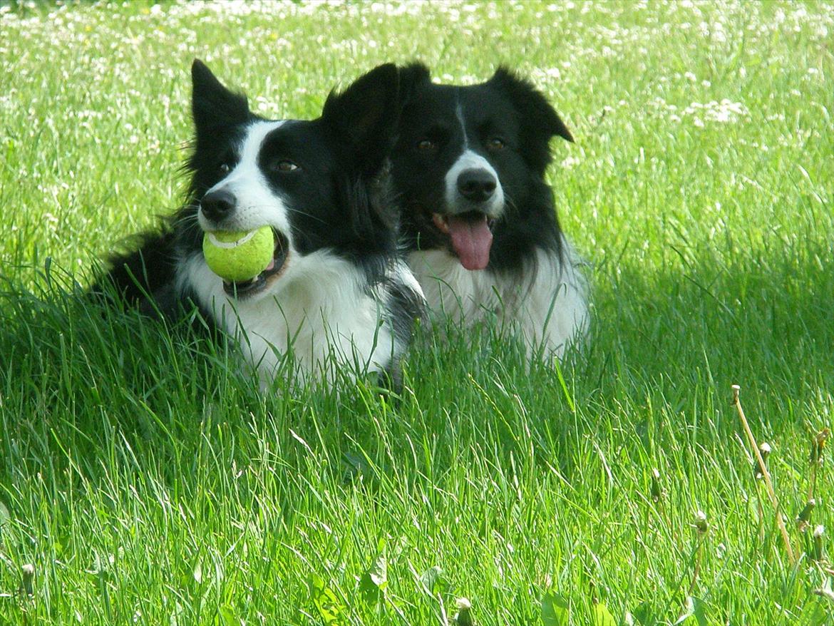 Border collie Rocky  billede 6