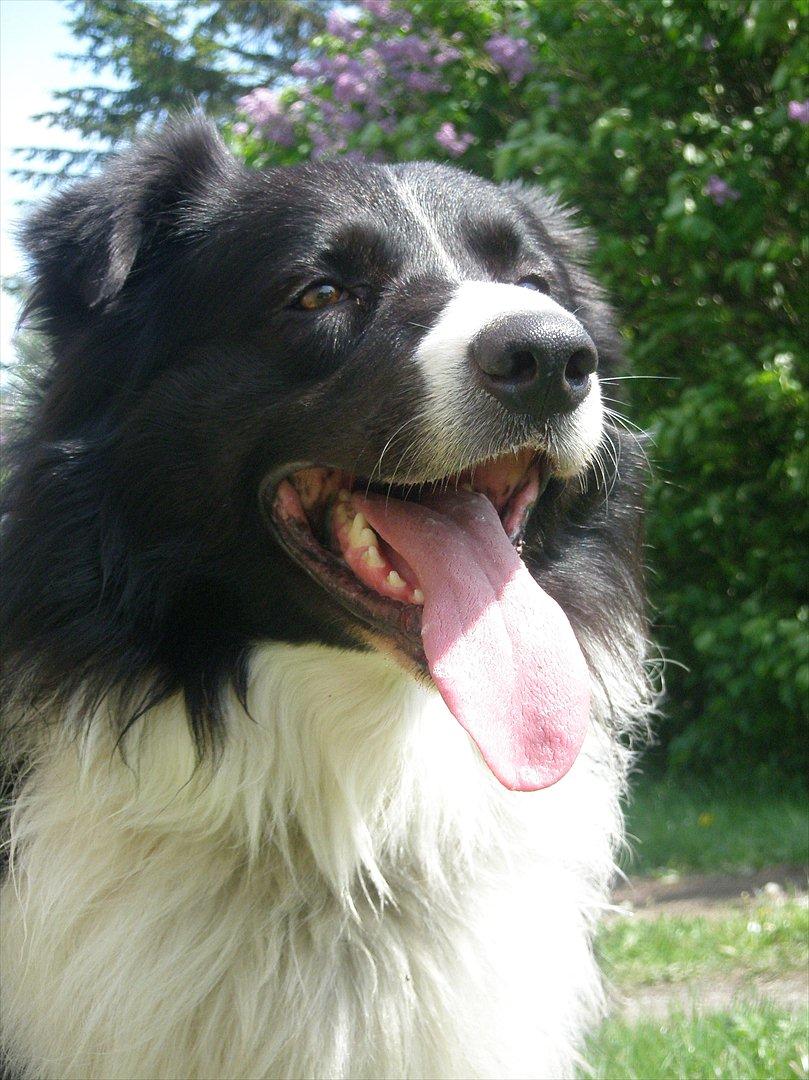 Border collie Rocky  billede 7