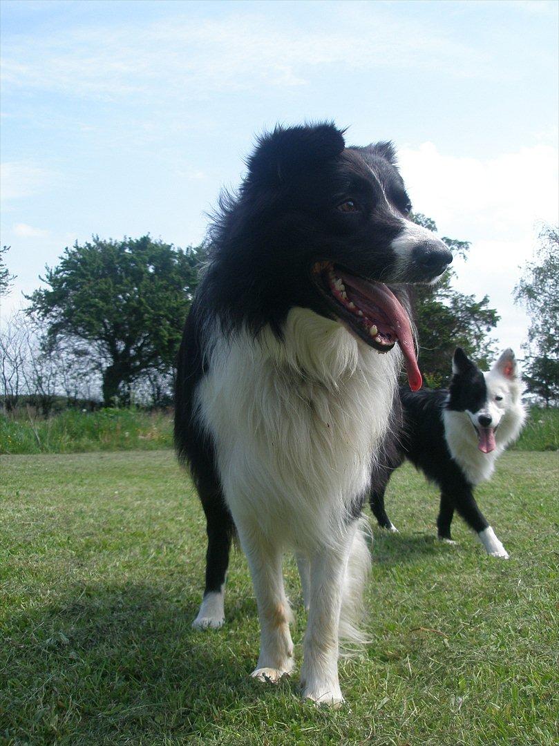 Border collie Rocky  billede 8
