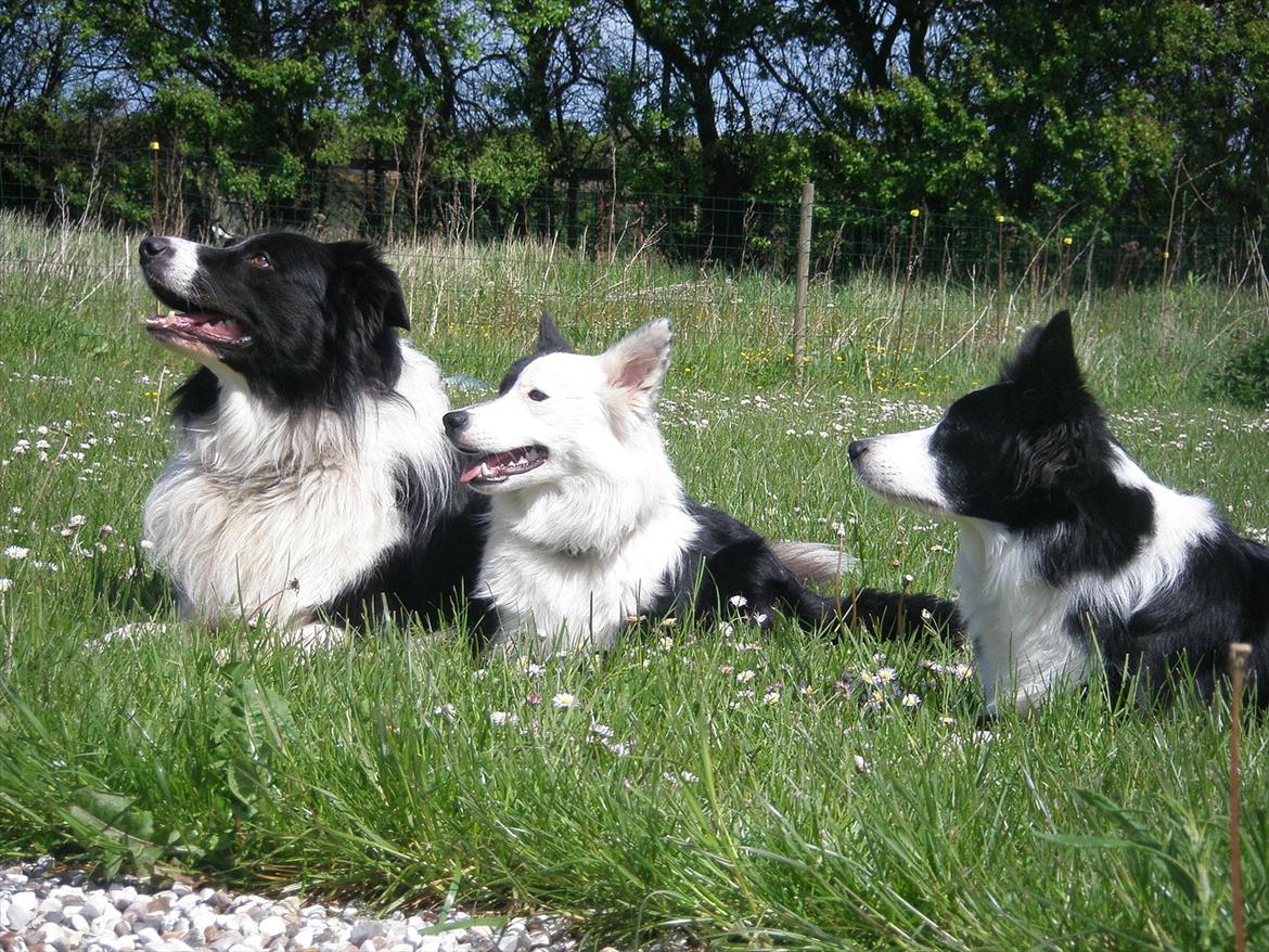 Border collie Rocky  billede 9