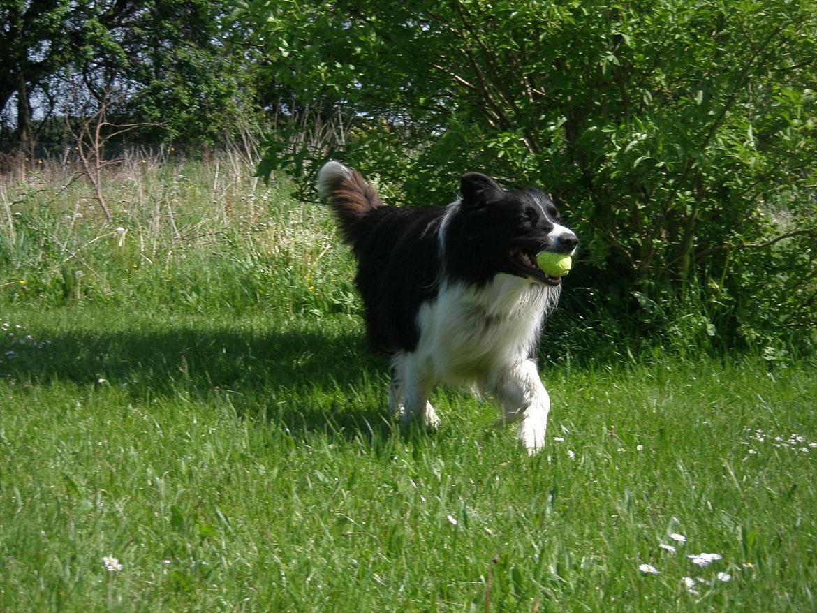 Border collie Rocky  billede 10