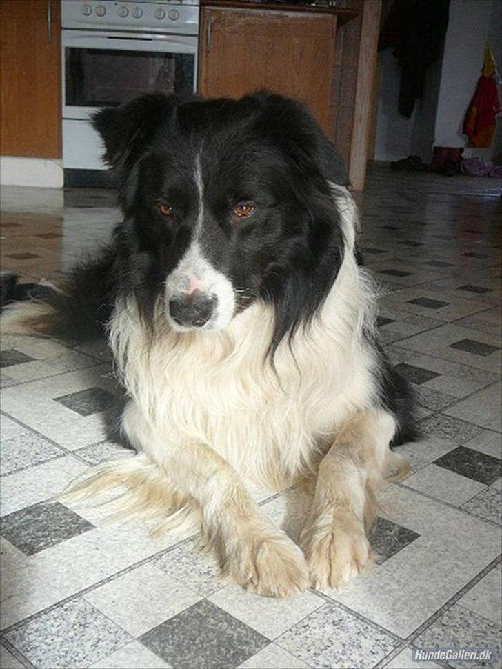 Border collie Rocky  billede 11