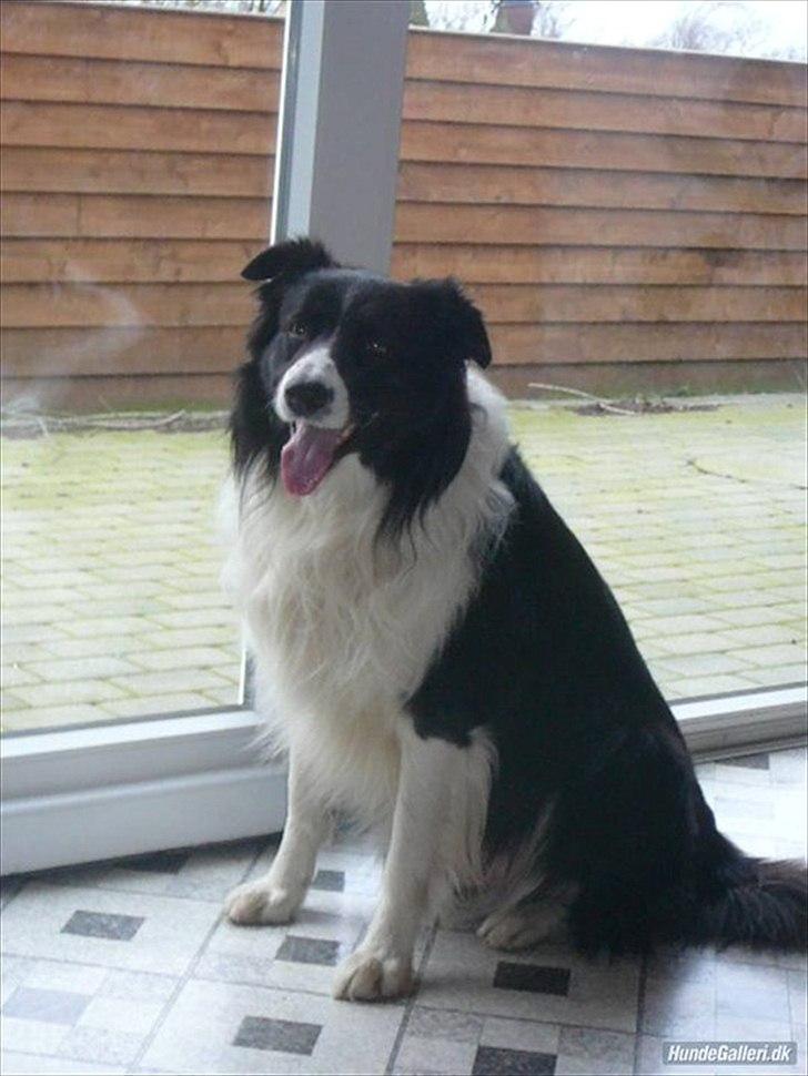 Border collie Rocky  billede 12